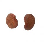 safed palash jod abhimantrit